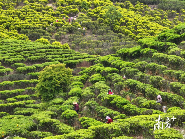 潮州市茶园。陈锴进摄