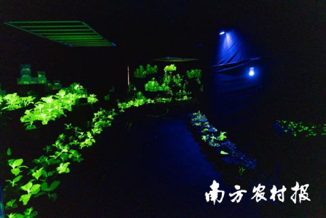 “生命之光”展览馆(暗夜花房) “生命之光”展览馆(暗夜花房)