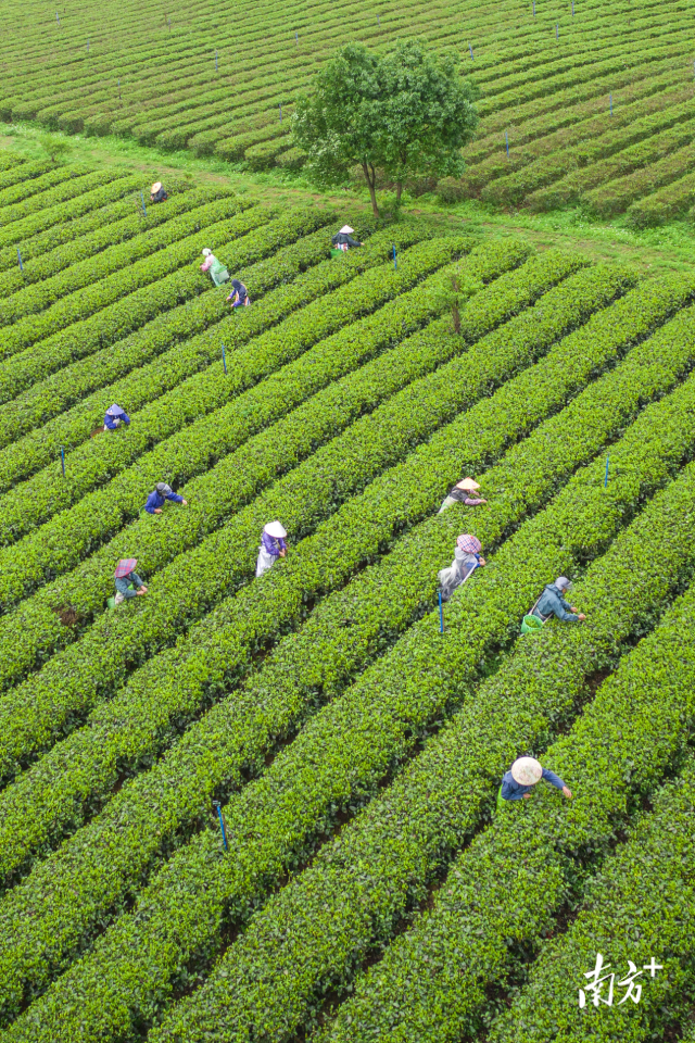 清远英德茶园。邱新生摄