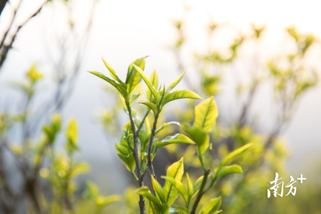 茶芽。吴秒衡摄