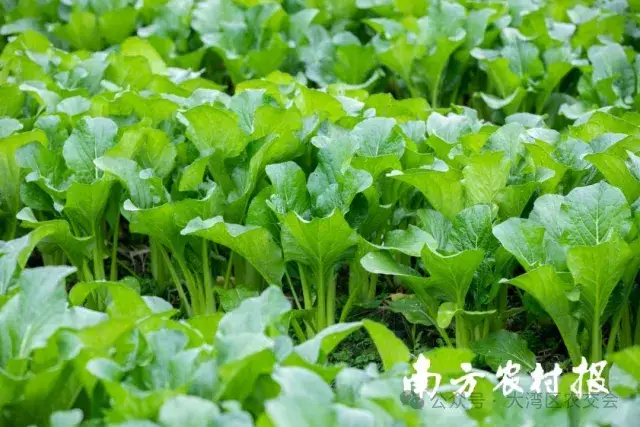 连州菜心被誉为“青菜中的典范”。