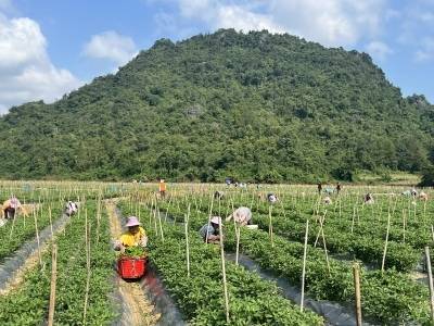 党建引领兴产业，百色田阳新建村民走上多元致富路