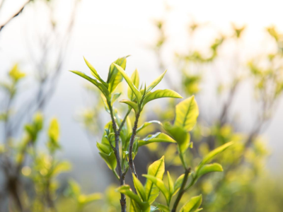 “十五五”规划建议发布，给茶产业带来了哪些启示？