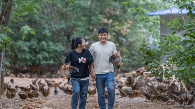 产值超百亿，清远走地鸡冲出大湾区｜粤来粤好百千万