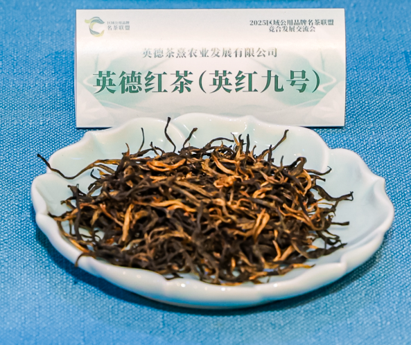 现场展示的英德红茶茶样。