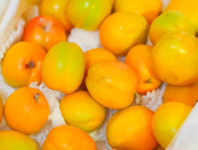 首秀即圈粉！英吉沙杏亮相“疆品南下 粤品北上”活动，采购商点赞求合作