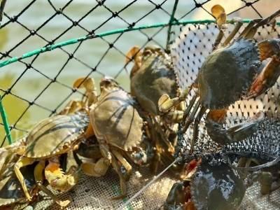 一周封面 | 一只青蟹的“触网”远行