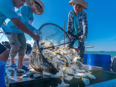 湛江金鲳鱼：游向世界的“海上黄金”