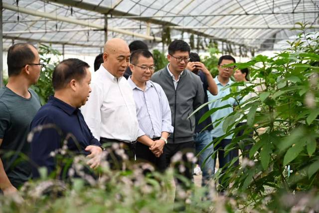 调研组实地考察道地南药种质资源圃。