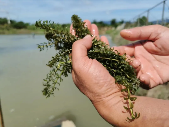 ▲ 高要罗氏沼虾养殖过程中使用的茜草。