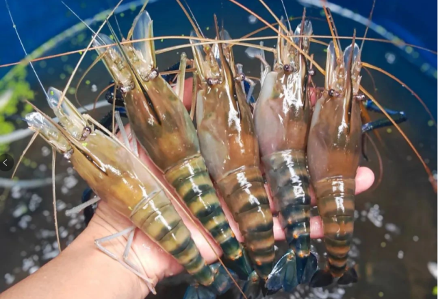 ▲“高桂虾”体色鲜亮、肉质紧致、口感鲜甜、富有弹性。邓达荣 摄