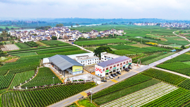 田阳区那满镇“为村共富乡村一粤桂农文旅”项目。图源田阳区宣传部