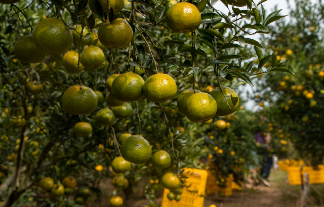 新会区对各主产区的新会柑鲜果样品进行农残检测