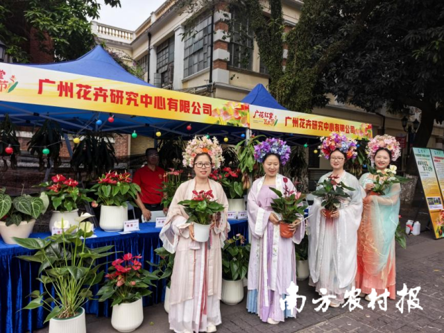 丰富多彩的红掌新品种