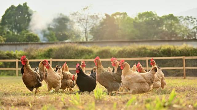 中华土鸡——温氏养殖的黄羽鸡。