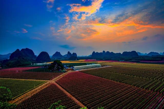 火龙果基地 火龙果基地