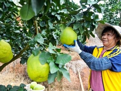 尝一口秋日甜蜜！梅县金柚开摘啦