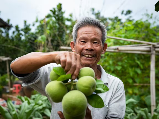 平定鎮(zhèn)積田村推行“合作社+農(nóng)戶、兩夫妻三畝地”致富模式，村民積極參與種植化橘紅。?