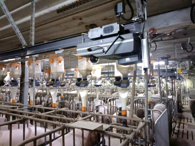 种猪场智能轨道机器人正在对猪群进行巡检