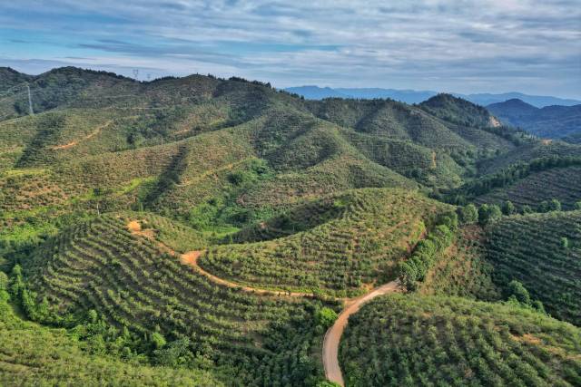 喜迎丰收！今年广东油茶籽产量预计达26万吨
