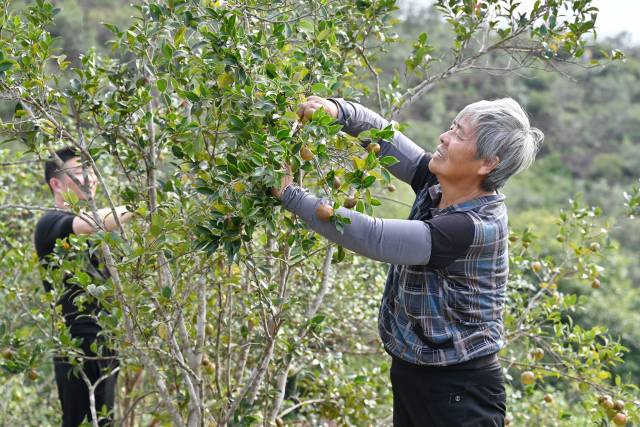 农户在采摘油茶鲜果 农户在采摘油茶鲜果