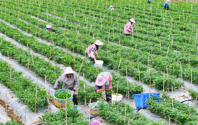 广西百色新建村：辣椒喜丰收，奏响致富“椒”响曲