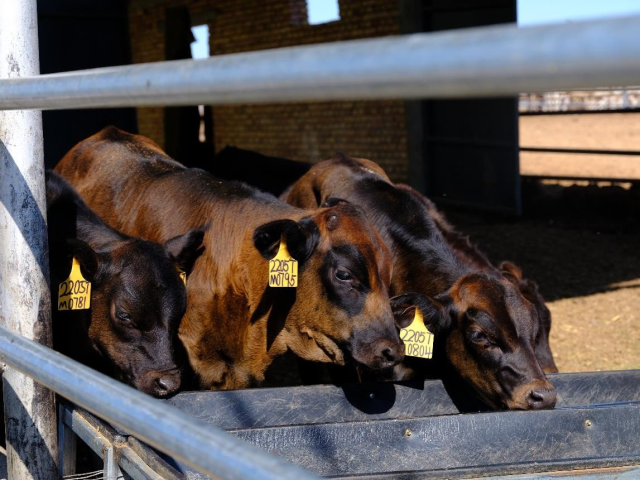 位于新疆的牧场。受访者供图