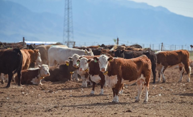 位于新疆的牧场。受访者供图&nbsp;