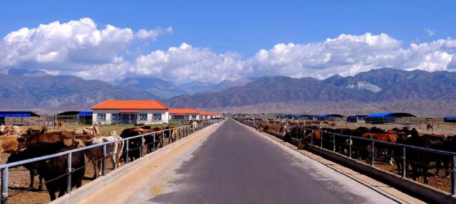 位于新疆的牧场。受访者供图