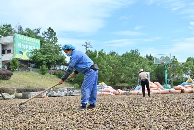 满地油茶“黄金果” 满地油茶“黄金果”