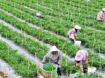 广西百色新建村：辣椒喜丰收，奏响致富“椒”响曲