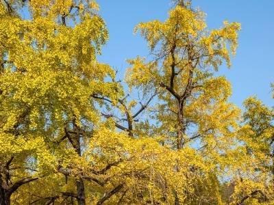 雄信高速赏秋专线开通，坪田银杏服务区邀您打卡“粤北最美休憩站”