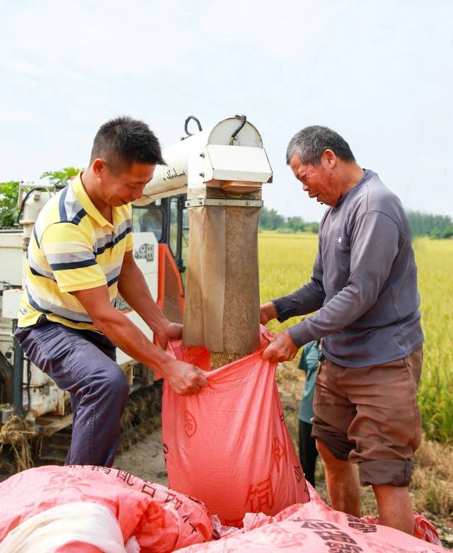 在肇庆高要,秋粮颗粒归仓,农户脸上是丰收的喜悦。邓达荣 邹华彬 摄? 在肇庆高要,秋粮颗粒归仓,农户脸上是丰收的喜悦。邓达荣 邹华彬 摄?