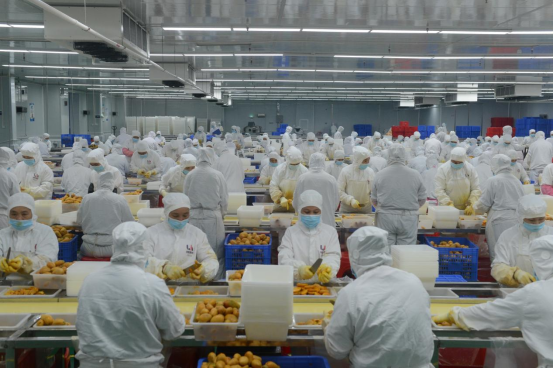 田阳区通过粤桂协作引进广东领航集团果天下食品科技有限公司，强化芒果应用研发和深加工。图源：田阳区宣传部