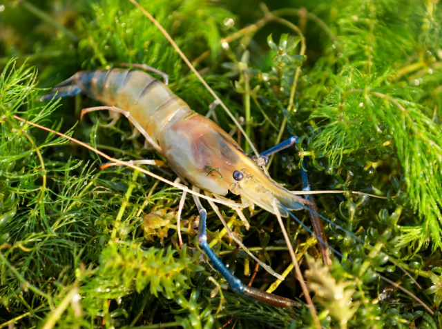 ▲?高要罗氏沼虾“茜草+温棚”养殖模式。邹华彬?摄 ▲?高要罗氏沼虾“茜草+温棚”养殖模式。邹华彬?摄