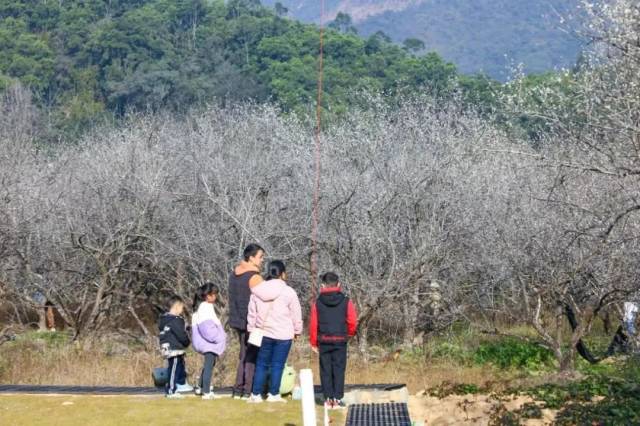 坪上镇“万梅谷”。  图/揭西发布