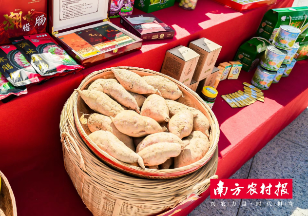 揭西“一点红”番薯