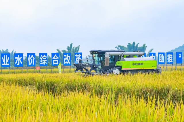 广东农机手稻田竞技“减损” 守护粮食“颗粒归仓”