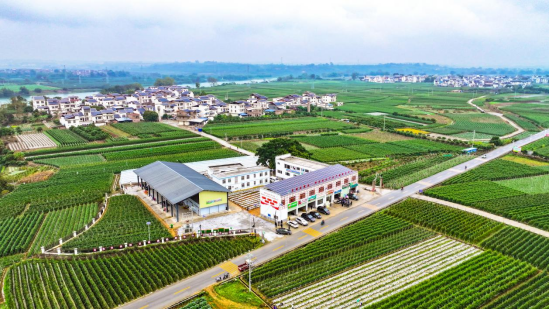 田阳区那满镇“为村共富乡村一粤桂农文旅”项目。宋俊良/摄