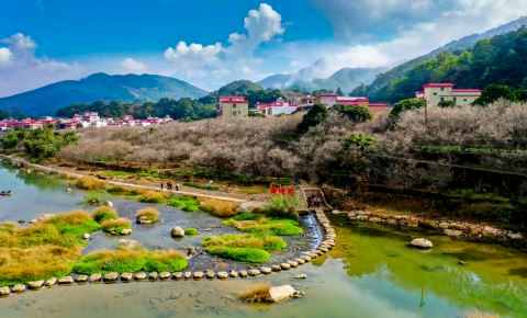 每年1月，坪上镇潭角村万梅谷的梅花竞相绽放，成为当地冬日里最亮眼的风景线。 图/揭西发布