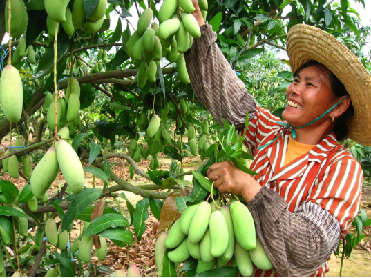 群众采摘芒果，喜笑颜开。图源：田阳区宣传部