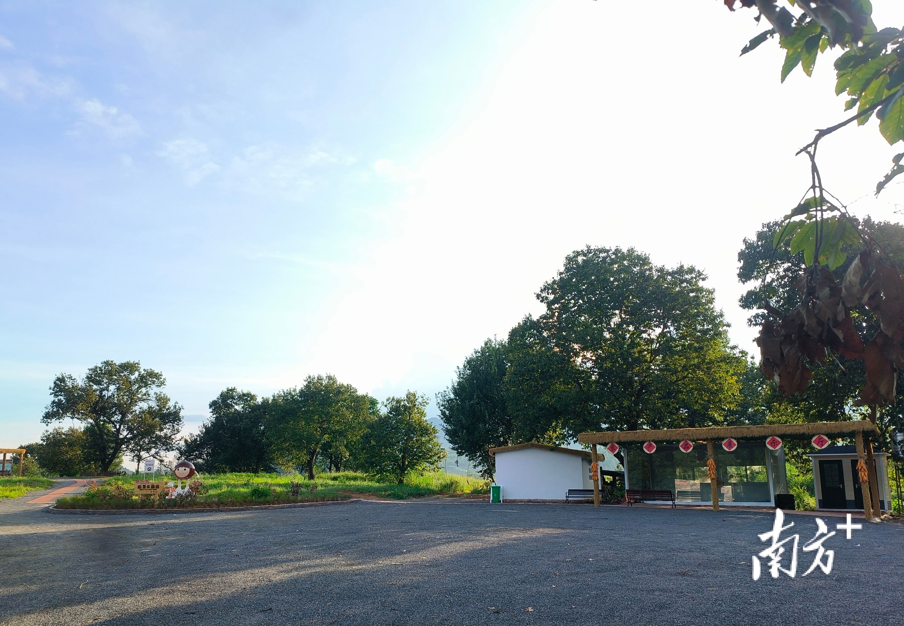 岭背镇板栗采摘园。岭背镇供图 岭背镇板栗采摘园。岭背镇供图