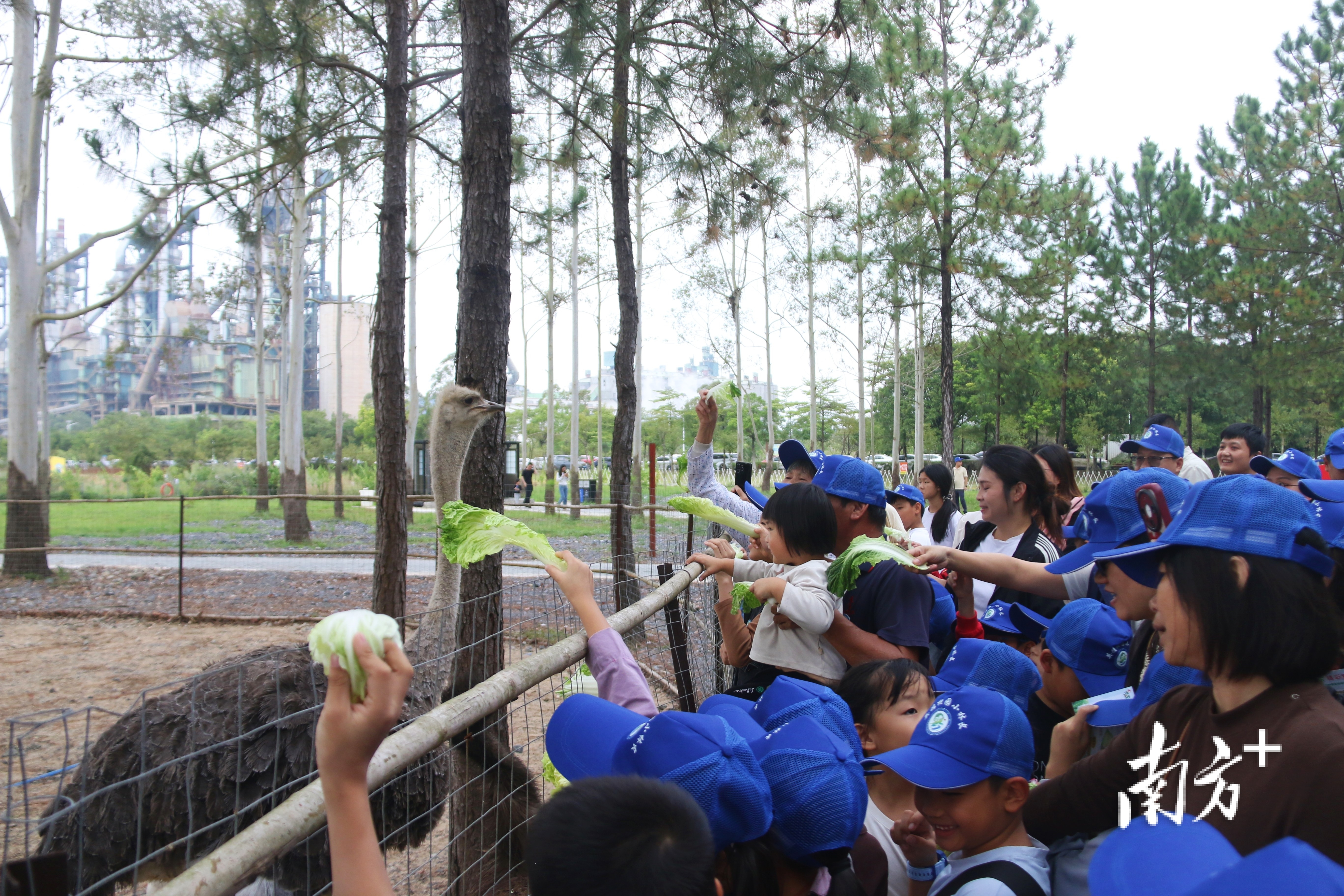 孩子们正在喂鸵鸟。陈咏怀 摄 孩子们正在喂鸵鸟。陈咏怀 摄