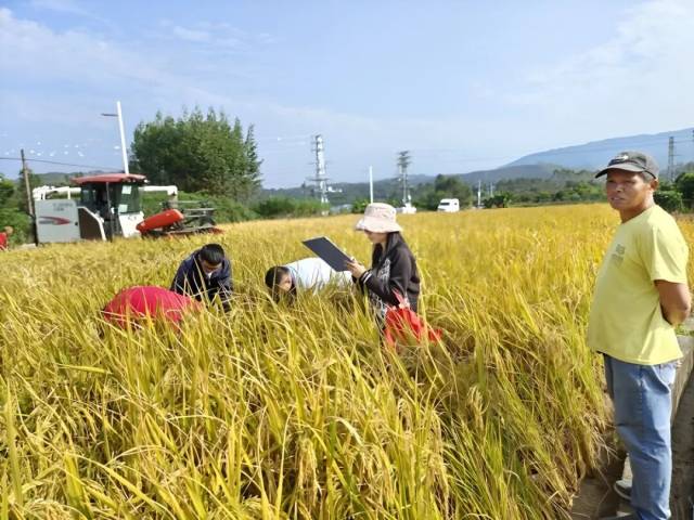 在清远佛冈,技术人员开展2025年晚造粮食收割测产工作。受访者供图 在清远佛冈,技术人员开展2025年晚造粮食收割测产工作。受访者供图