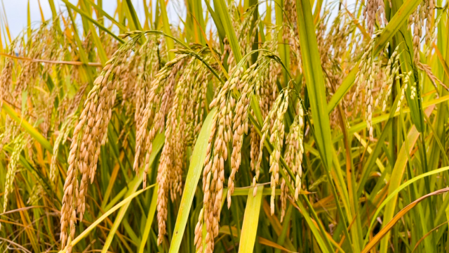 云浮罗定市苹塘镇周沙村的水稻金黄灿烂。 云浮罗定市苹塘镇周沙村的水稻金黄灿烂。