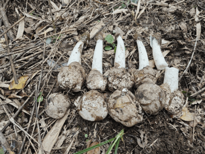 口感脆嫩、久煮不糊！珍稀食用菌冬荪首次在广东仿野生栽培成功