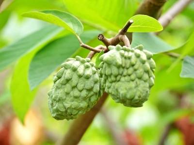 梅县好风味｜城东镇书坑村释迦果迎来采摘季