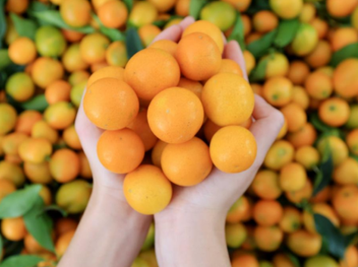 金桔之夜闪耀珠海！融安金桔大湾区推介会即将甜蜜启幕