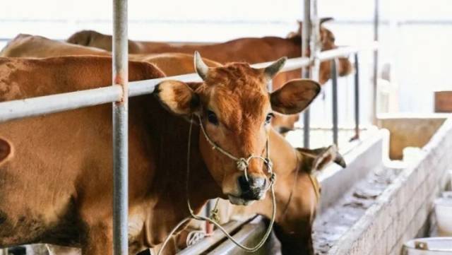 国家级保护名录！湛江“一牛一羊”脱颖而出