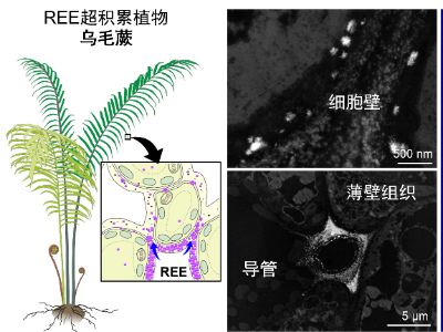 我国稀土开采有新进展！科学家首次在蕨类中发现稀土成矿现象